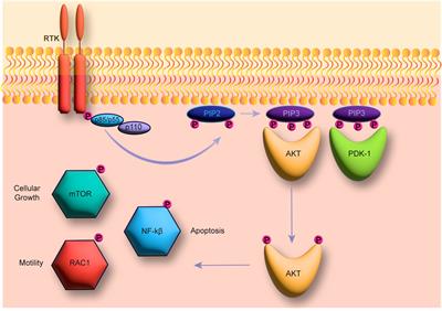 Repurposing inhibitors of phosphoinositide 3-kinase as adjuvant therapeutics for bacterial infections